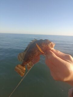 Чёрное море, Черноморское побережье: морская рыбалка на барабулю, скорпену и бычков с креветкой