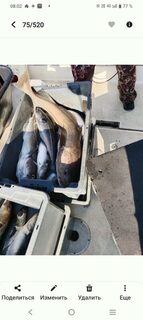 Баренцево море, Ура-Губа: морская рыбалка с двух лодок на треску и сайду