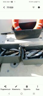 Баренцево море, Ура-Губа: морская рыбалка с двух лодок на треску и сайду