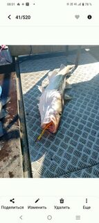 Баренцево море, Ура-Губа: морская рыбалка с двух лодок на треску и сайду