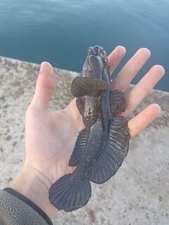 Черноморское побережье, Чёрное море: морская рыбалка на ставриду с пилькером