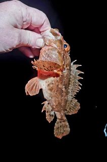 Ялта, Чёрное море: морская рыбалка на ставриду ночью с лёгким силиконом
