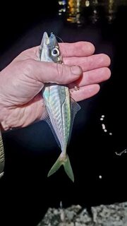 Ялта, Чёрное море: морская рыбалка на ставриду ночью с лёгким силиконом