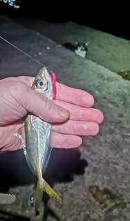 Ночная ловля. Ялта, Чёрное море: дропшот 2 г, около сорока штук за два часа
