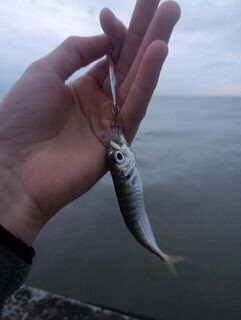 Вечерняя морская рыбалка на ставриду с пилькерами 5 и 10 г в Чёрном море