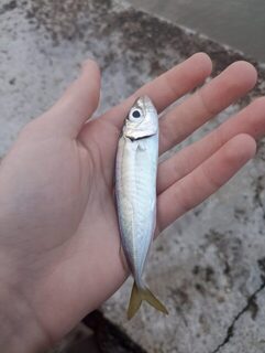 Вечерняя морская рыбалка на ставриду с пилькерами 5 и 10 г в Чёрном море