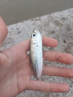 Вечерняя морская рыбалка на ставриду с пилькерами 5 и 10 г в Чёрном море