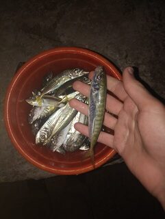 Морская рыбалка на Чёрном море: активная ставрида вечером на пилькеры, ставку и микроджиг