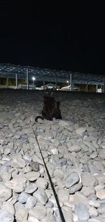 Имеретинская низменность, Чёрное море: морская рыбалка на ставриду пилькерами в закатные часы