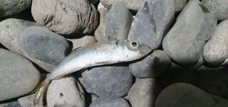 Имеретинская низменность, Чёрное море: морская рыбалка на ставриду пилькерами в закатные часы