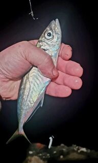 Ялта, морская рыбалка ночью на Чёрном море: дропшот, силикон и улов у берега