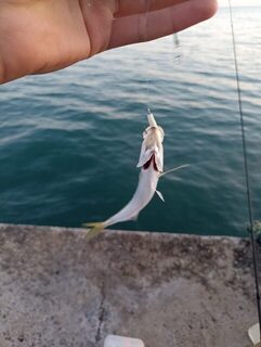 Морская рыбалка на Чёрном море: ставрида на пилькеры, самодур и микроджиг