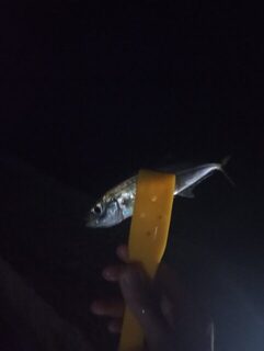 Черноморское побережье и Чёрное море: вечерняя морская рыбалка на ставриду пилькерами