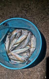 Ночная морская рыбалка: Ялта, Чёрное море, дропшот и силикон до двух часов