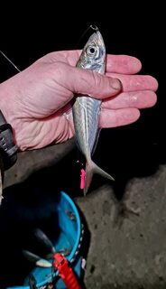 Ялта, морская рыбалка с буны на Чёрном море: ночной дропшот с тремя крючками и силиконом