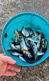 Ялта, морская рыбалка с буны на Чёрном море: ночной дропшот с тремя крючками и силиконом