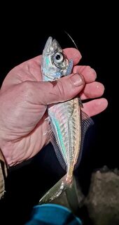 Ялта, Чёрное море: морская рыбалка и подбор рабочих цветов по условиям