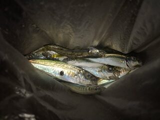 Чёрное море: морская рыбалка на ставриду с пилькером в закатные часы три вечера подряд