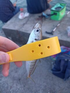 Чёрное море: морская рыбалка на ставриду с пилькером и микроджигом при редких поклевках