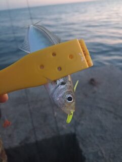 Чёрное море: морская рыбалка на ставриду с пилькером и микроджигом при редких поклевках