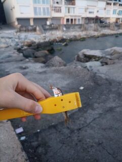 Морская рыбалка на Чёрном море: Черноморское побережье и проверка дна поводком