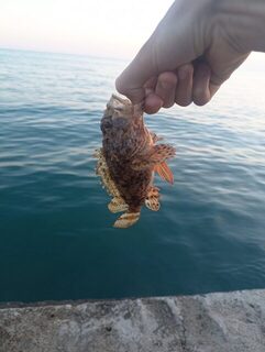Морская рыбалка на Чёрном море: Черноморское побережье и проверка дна поводком