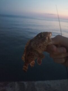Морская рыбалка на Чёрном море: Черноморское побережье и проверка дна поводком