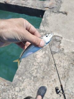 Чёрное море: ловля на морскую мормышку с пирса сегодня
