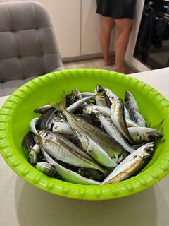 Анапа, Чёрное море: вечерняя ставрида на самодур со спиннингом до 35 г