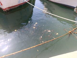 Аланья, Турция: морская рыбалка на микроджиг в порту Анталийского побережья, вечерний сибас