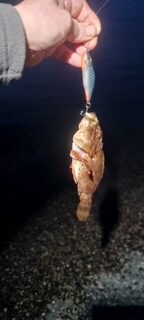 Ялта и Чёрное море: морская рыбалка на стики в небольшом соревновании с десятком рыбаков