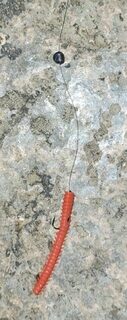 Чёрное море: морская рыбалка с тонущей бомбардой, флюровым поводком и светящимся слагом