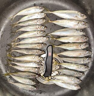Чёрное море: морская рыбалка с тонущей бомбардой, флюровым поводком и светящимся слагом