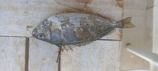 Чёрное море: морская рыбалка и каменный окунь с колючими верхним и грудными плавниками