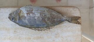 Чёрное море: морская рыбалка и каменный окунь с колючими верхним и грудными плавниками