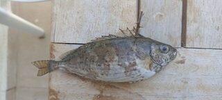Чёрное море: морская рыбалка и Siganus luridus, гость из Индийского океана