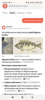 Чёрное море: морская рыбалка и Siganus luridus, гость из Индийского океана