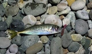 Абхазия, море: ловля на силиконовые приманки с грузиком 2 г в первый день