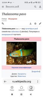 Чёрное море, рыбалка с пирса на ветру: сардины, карасик и павлинья талассома