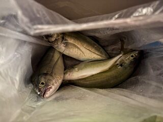 Морская рыбалка в Турции с лодки в ночное время на стики и тяжелые пилькеры