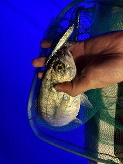 Морская рыбалка в Турции с лодки в ночное время на стики и тяжелые пилькеры