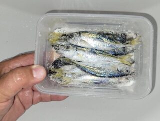 Рыбалка на Чёрном море с бомбардой: ставрида, карась и горбыль на снасть