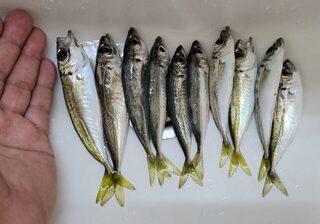Рыбалка на Чёрном море с бомбардой: ставрида, карась и горбыль на снасть