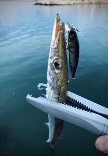 TD Minnow 90SP и рассветная баракуда в Evrenseki