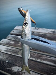TD Minnow 90SP и рассветная баракуда в Evrenseki