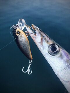 TD Minnow 90SP и рассветная баракуда в Evrenseki