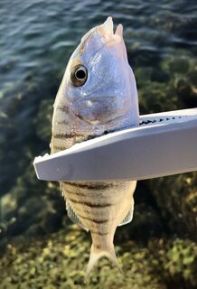 TD Minnow 90SP и рассветная баракуда в Evrenseki