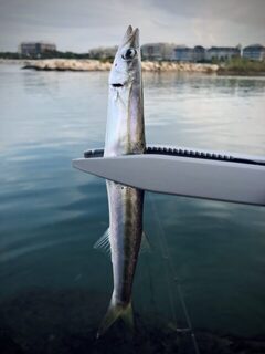 TD Minnow 90SP и рассветная баракуда в Evrenseki