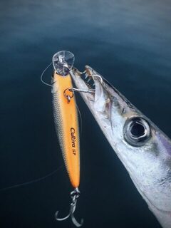 TD Minnow 90SP и рассветная баракуда в Evrenseki