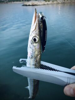 TD Minnow 90SP и рассветная баракуда в Evrenseki